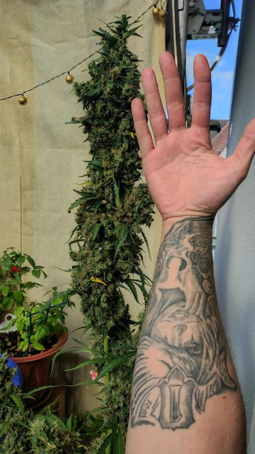 Fastbuds Gorilla Z Auto. Week 15
