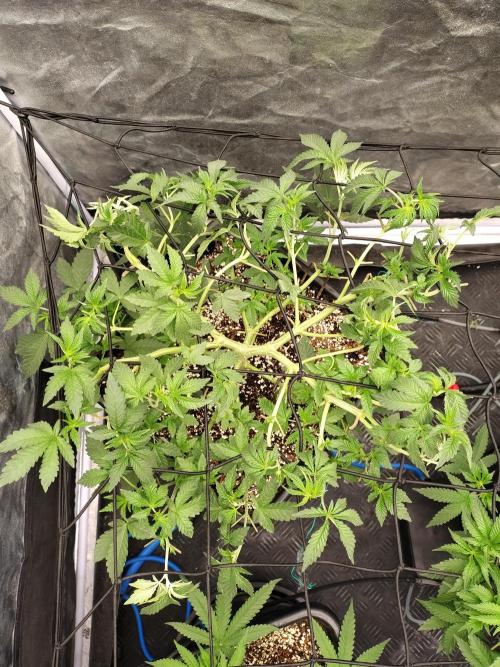 FASTBUDS Biscotti Gelato. Week 8