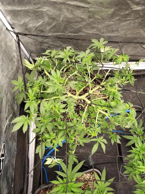Biscotti Gelato. Week 8