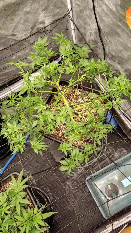 Holy Jeremaiah seeds Devils Pastry. Week 1