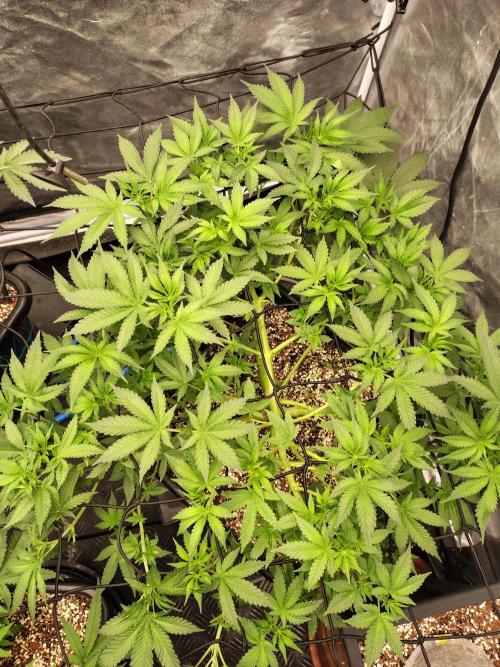 Holy Jeremaiah seeds Devils Pastry. Week 1