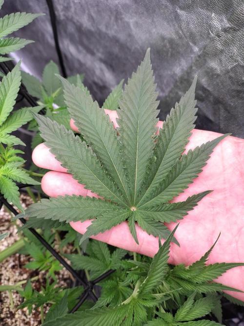 Holy Jeremaiah seeds Devils Pastry. Week 1