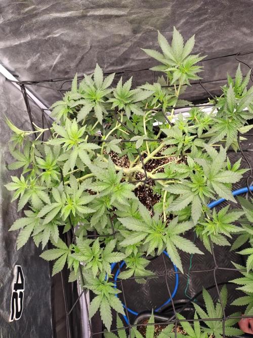 FASTBUDS Biscotti Gelato. Week 9