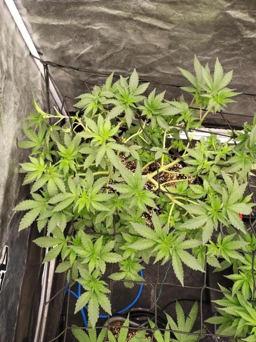 FASTBUDS Biscotti Gelato. Week 9