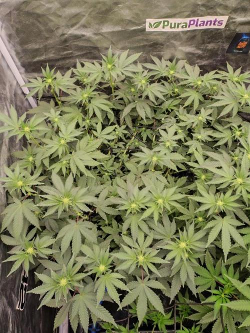 FASTBUDS Biscotti Gelato. Week 10