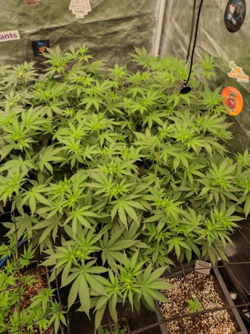 Holy Jeremaiah seeds Devils Pastry. Week 2