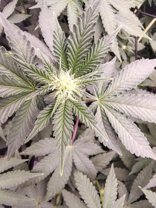 FASTBUDS Biscotti Gelato. Week 10