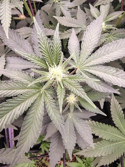 FASTBUDS Biscotti Gelato. Week 10