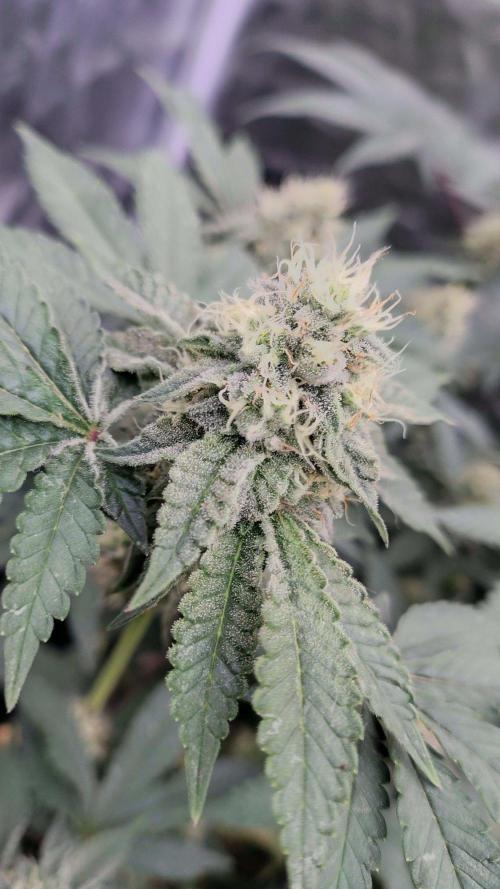 FASTBUDS Biscotti Gelato. Week 11