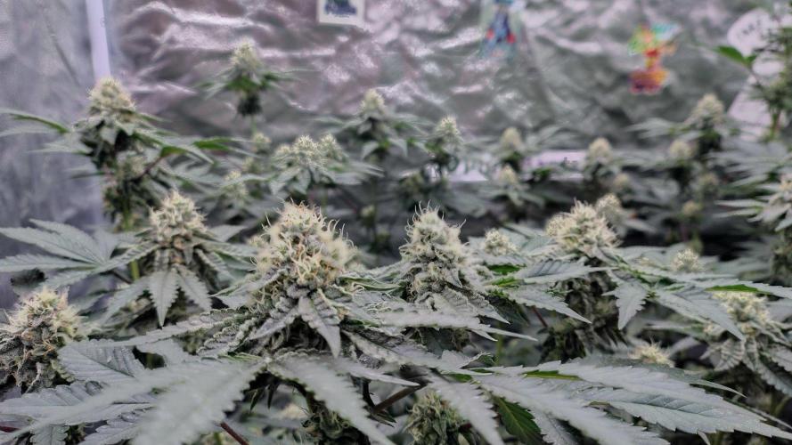 FASTBUDS Biscotti Gelato. Week 11