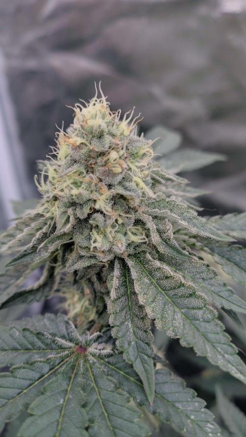 FASTBUDS Biscotti Gelato. Week 14
