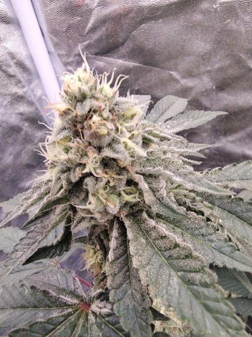 FASTBUDS Biscotti Gelato. Week 14