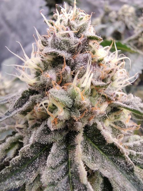 FASTBUDS Biscotti Gelato. Week 14