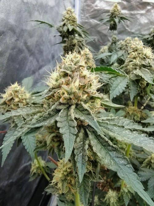 Biscotti Gelato. Week 14