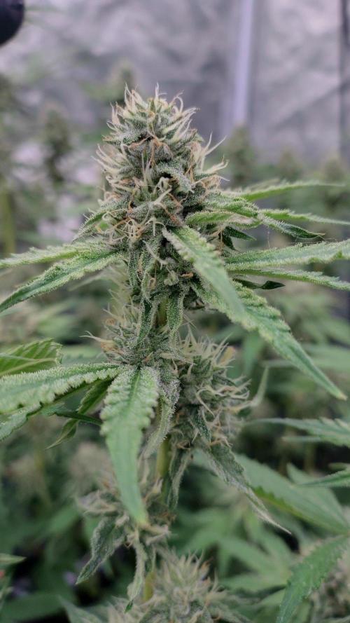 Holy Jeremaiah seeds Devils Pastry. Week 6