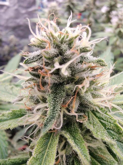 Holy Jeremaiah seeds Devils Pastry. Week 6