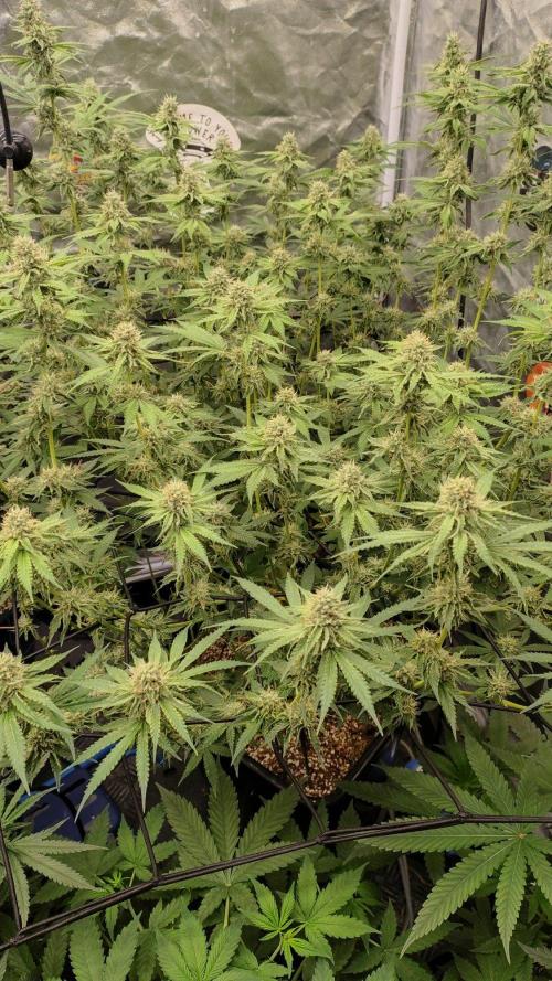 Holy Jeremaiah seeds Devils Pastry. Week 6