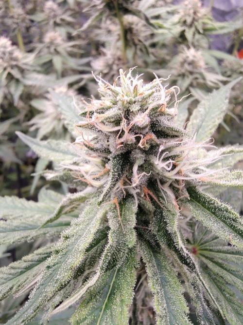 Holy Jeremaiah seeds Devils Pastry. Week 6