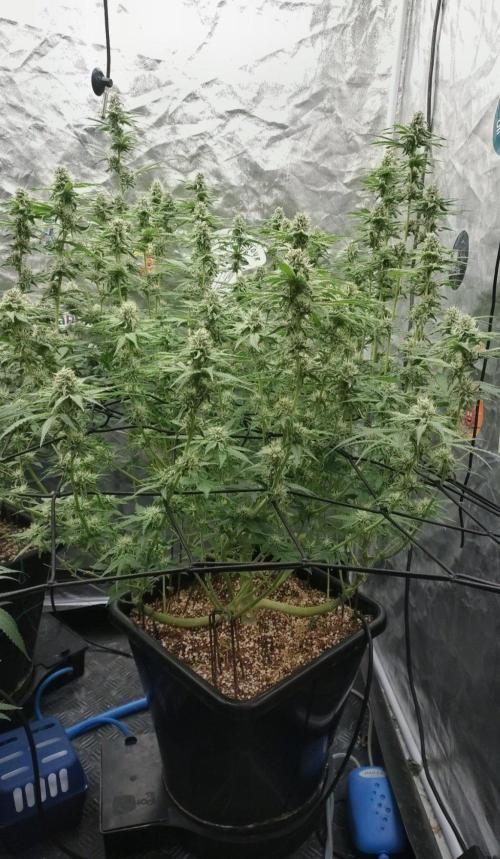 Holy Jeremaiah seeds Devils Pastry. Week 6
