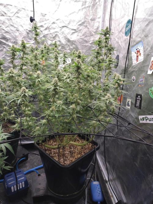 Holy Jeremaiah seeds Devils Pastry. Week 6