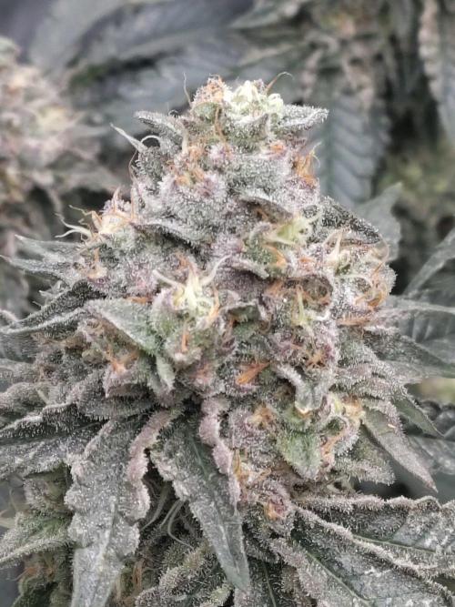 FASTBUDS Biscotti Gelato. Week 15