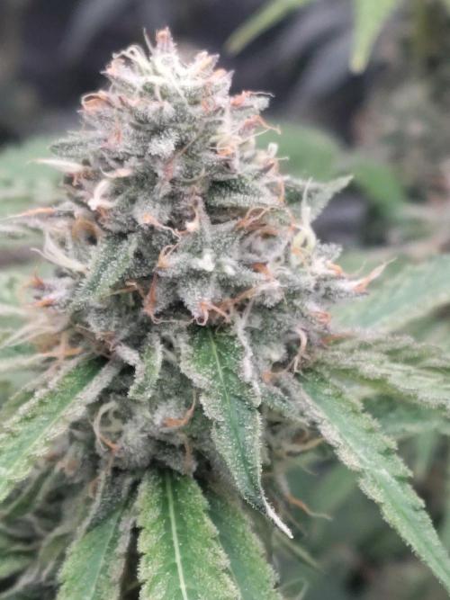 Holy Jeremaiah seeds Devils Pastry. Week 5
