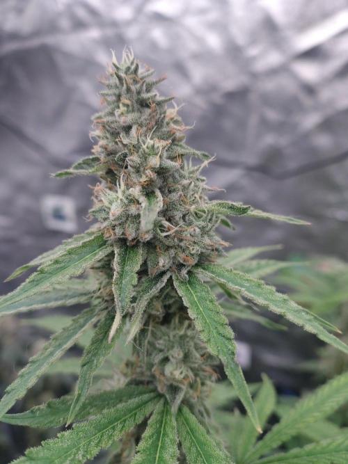 Holy Jeremaiah seeds Devils Pastry. Week 5