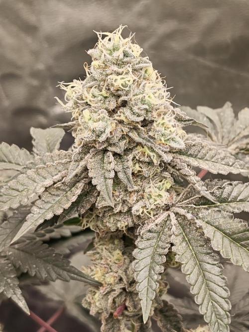 FASTBUDS Biscotti Gelato. Week 4