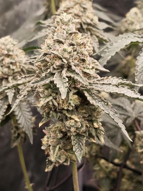 FASTBUDS Biscotti Gelato. Week 4