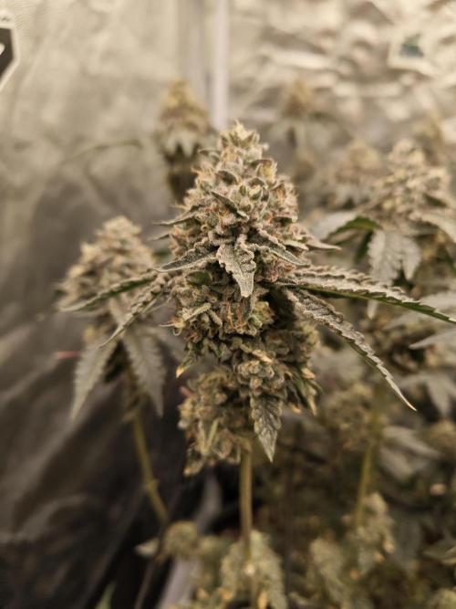 FASTBUDS Biscotti Gelato. Week 4