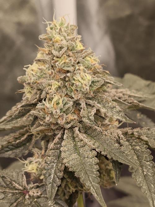 FASTBUDS Biscotti Gelato. Week 4