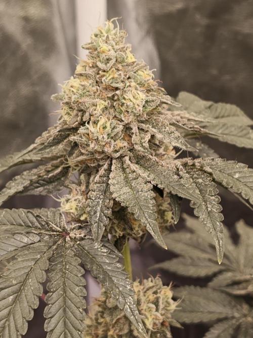 FASTBUDS Biscotti Gelato. Week 4
