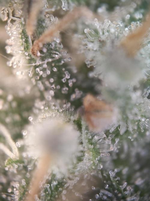 Holy Jeremaiah seeds Devils Pastry. Week 8