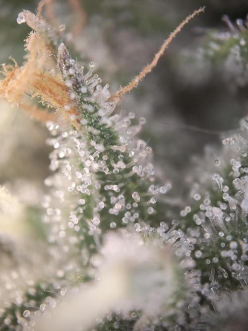 Holy Jeremaiah seeds Devils Pastry. Week 8