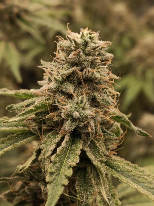 Holy Jeremaiah seeds Devils Pastry. Week 8