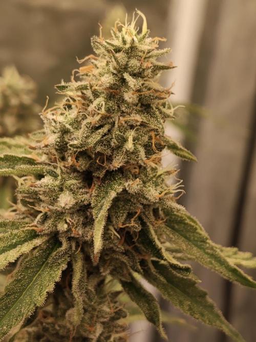 Holy Jeremaiah seeds Devils Pastry. Week 8