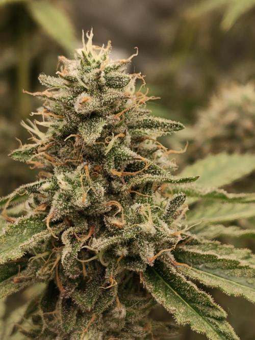Holy Jeremaiah seeds Devils Pastry. Week 8