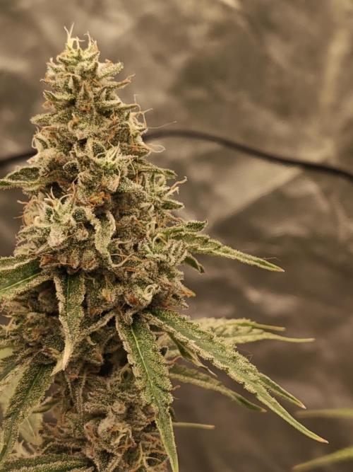 Holy Jeremaiah seeds Devils Pastry. Week 8