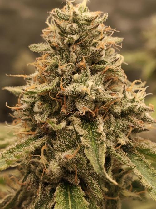 Holy Jeremaiah seeds Devils Pastry. Week 8
