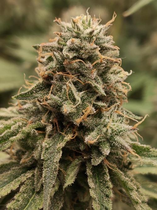 Holy Jeremaiah seeds Devils Pastry. Week 8