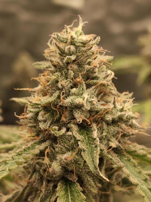 Holy Jeremaiah seeds Devils Pastry. Week 8