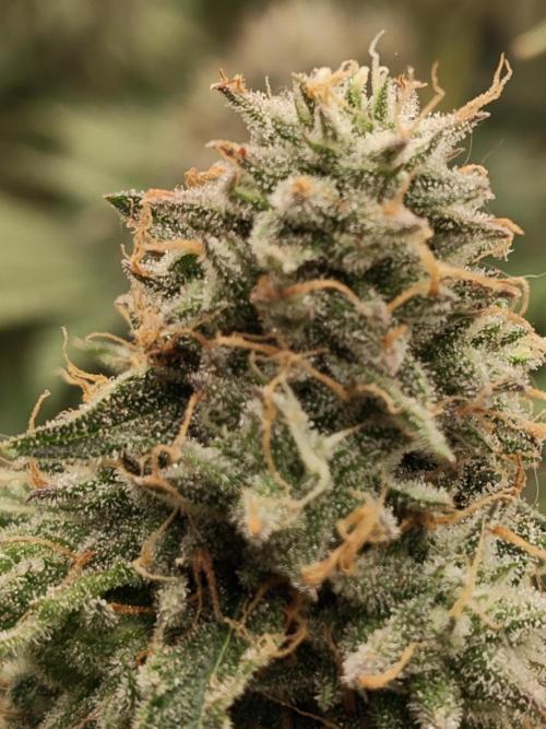 Holy Jeremaiah seeds Devils Pastry. Week 8
