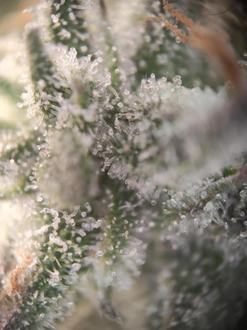 Holy Jeremaiah seeds Devils Pastry. Week 9