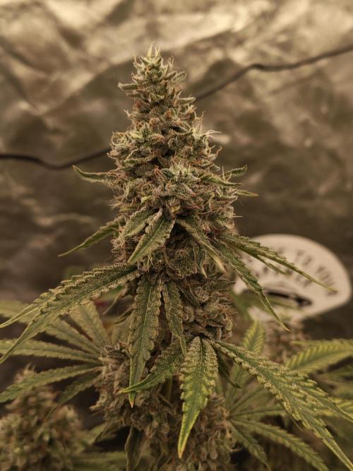Holy Jeremaiah seeds Devils Pastry. Week 9