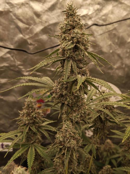 Holy Jeremaiah seeds Devils Pastry. Week 9