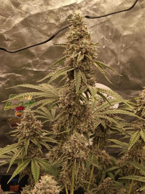 Holy Jeremaiah seeds Devils Pastry. Week 9