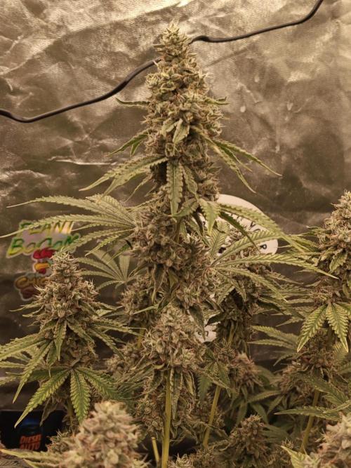 Holy Jeremaiah seeds Devils Pastry. Week 9