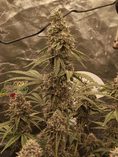 Holy Jeremaiah seeds Devils Pastry. Week 9