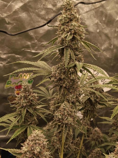 Holy Jeremaiah seeds Devils Pastry. Week 9