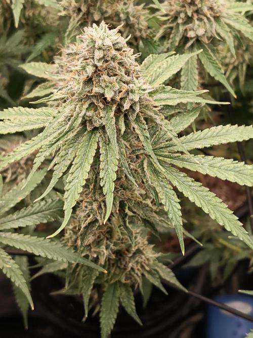 Holy Jeremaiah seeds Devils Pastry. Week 9